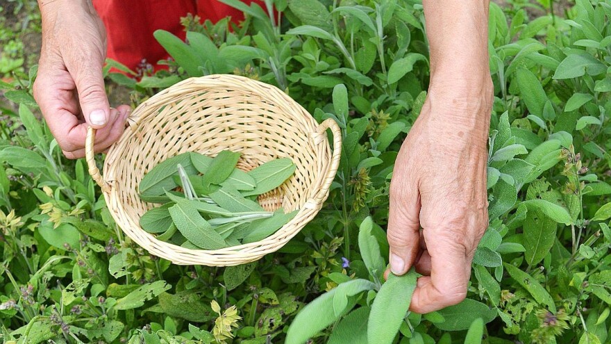 Suvremena i narodna medicina trebale bi djelovati u simbiozi