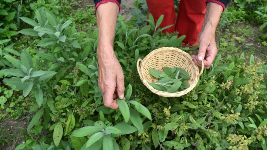 Raste svijest o potrebi promjene načina ishrane i liječenja biljem