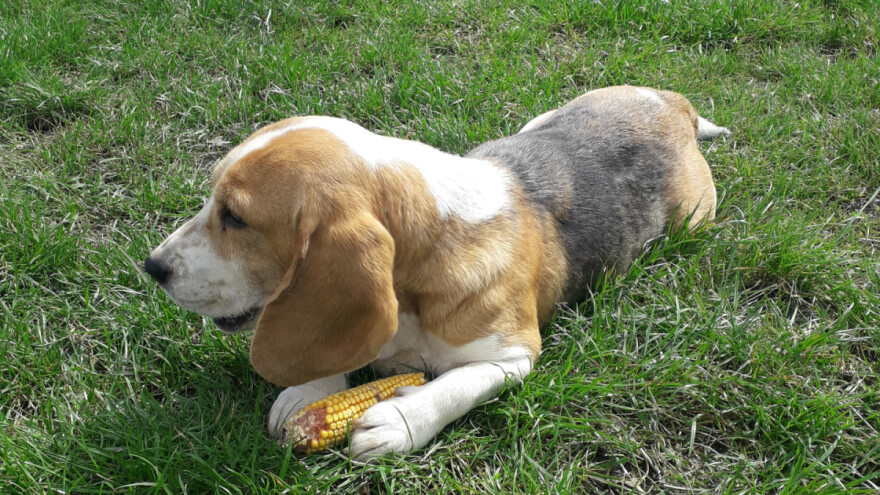 Uvodi se porez na pse u Srbiji?