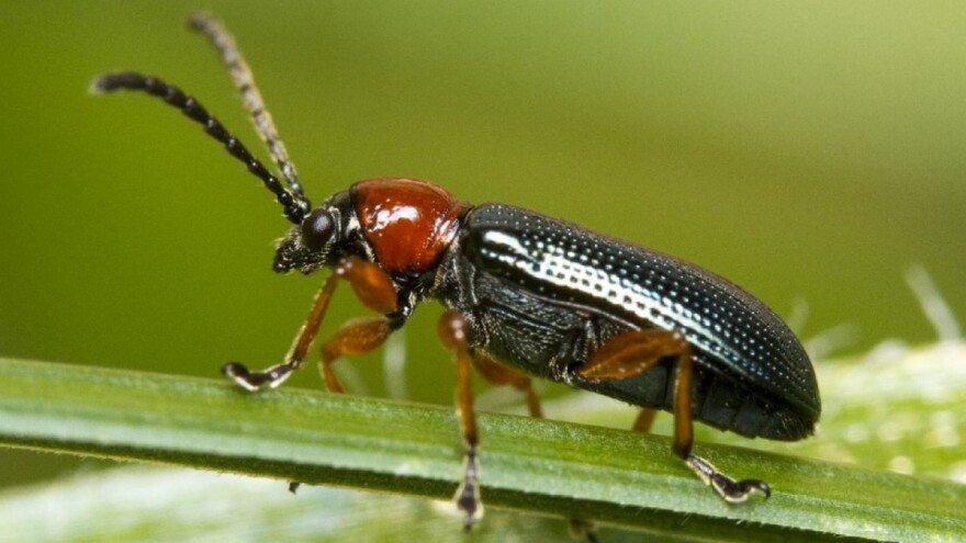 U sušnim periodima veće štete od žitnog balca - obavite zaštitu na vrijeme