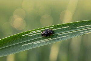 Lema – važan štetnik žitarica