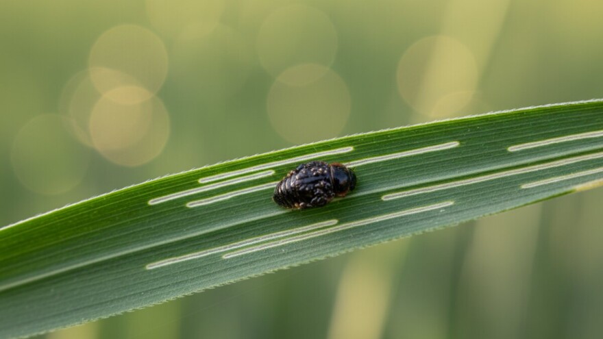 Lema – važan štetnik žitarica