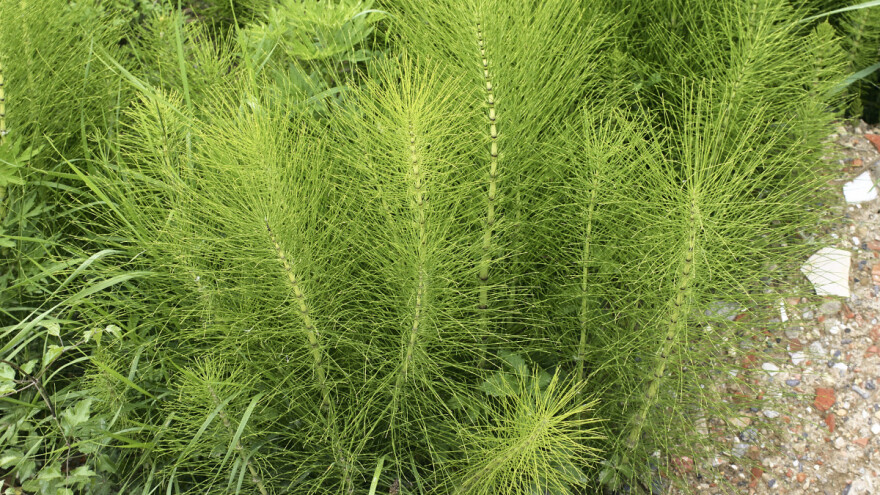 Poljski rastavić deluje kao fungicid i insekticid - kako ga koristiti?