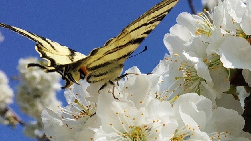 Strah od hladne fronte: Hoće li kiše potaknuti ili još više usporiti vegetaciju?