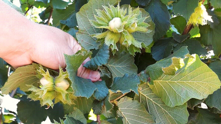 Za uzgoj leske najvažniji su kvalitet zemljišta i prihrana