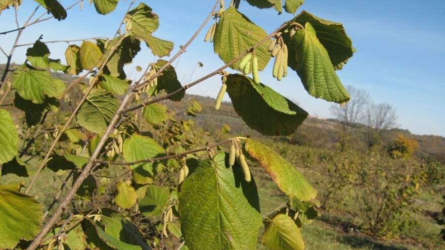Filip Marjanović: Očekujem dobar rod lešnika