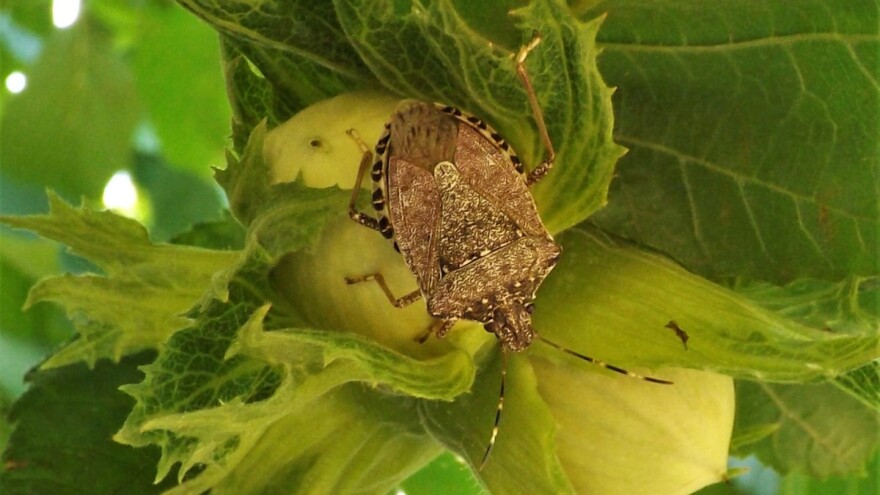 Za suzbijanje braon mramoraste stenice u zasadima leske - piretroidi