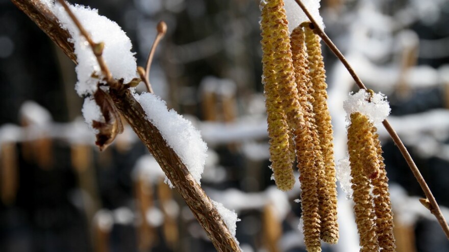 Siguran plasman razlog za sadnju leske
