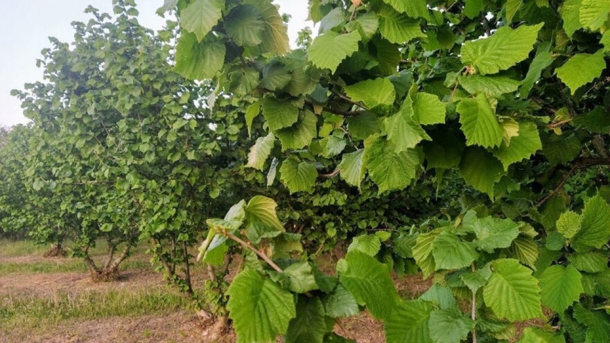 Trulež plodova lijeske se javlja na mjestima napada štetočina - vrijeme je za zaštitu