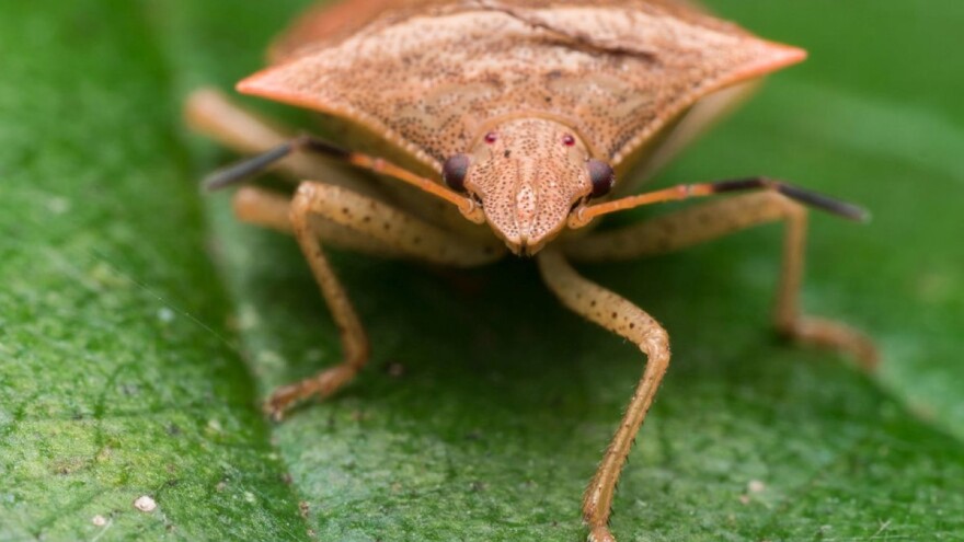 Ugrožene svjetske zalihe lješnjaka - napadaju ih smrdljivi martini