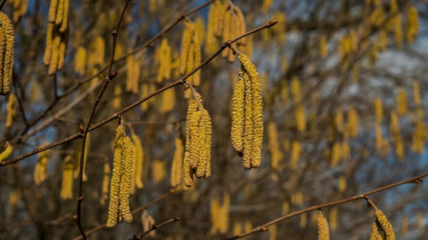 Štetočine lijeske i način suzbijanja