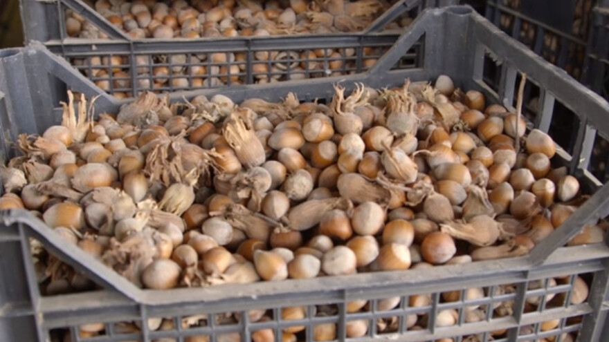 Sortiment i strpljenje važni za uzgoj lešnika