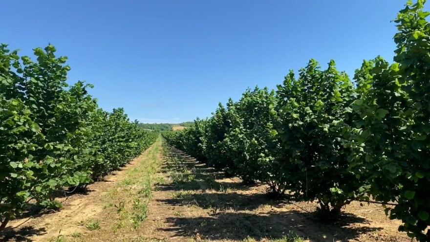 Proizvodnja lešnika isplativa sa najmanje 10 hektara?