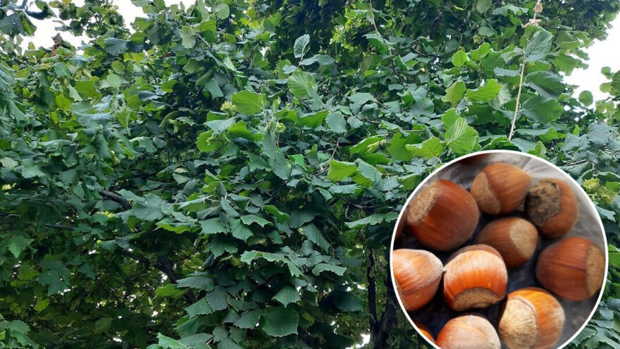 Berba, sušenje i čuvanje lješnjaka