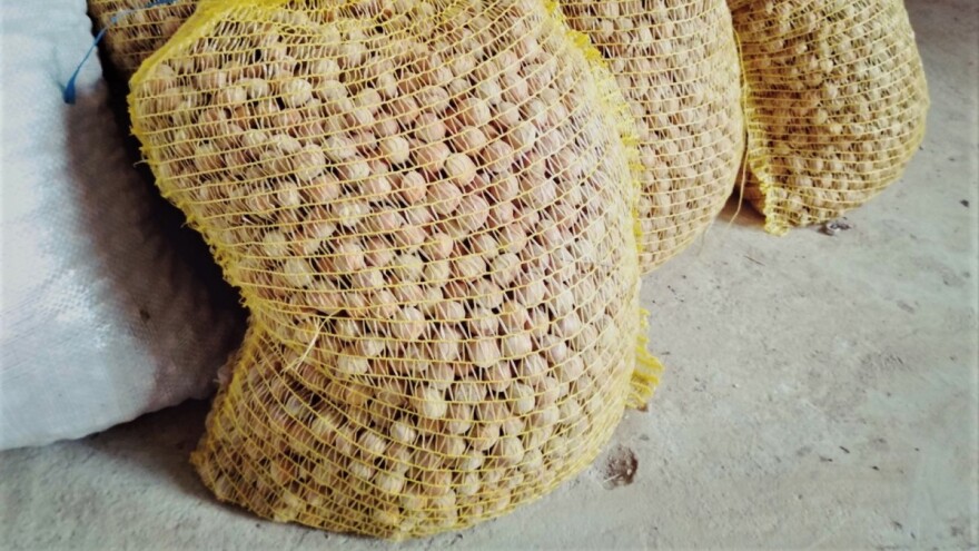 Kako obezbjediti prostoriju za čuvanje lješnika?