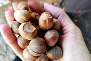 Uzgoj lešnika nezahtevan - najviše posla oko sakupljanja plodova