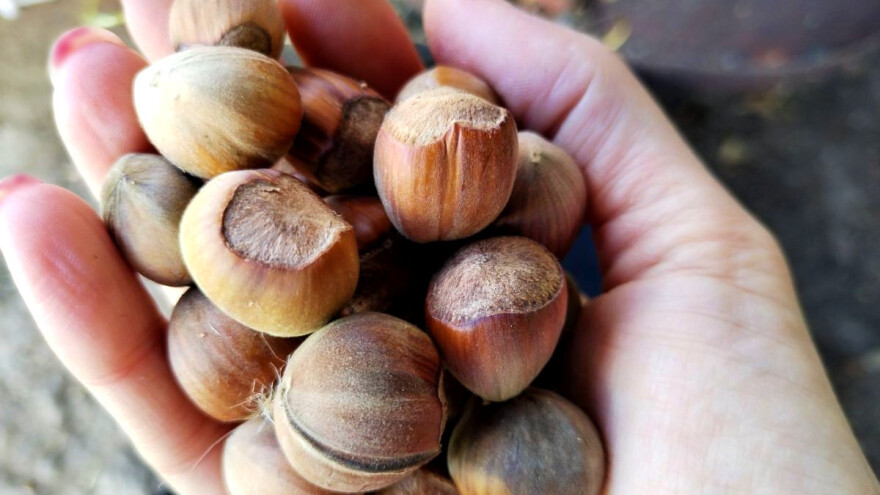 Uzgoj lješnika nezahtjevan - najviše posla oko sakupljanja plodova