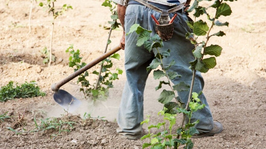 Klimatske promjene stvaraju idealne uvjete za uzgoj lješnjaka u Australiji?