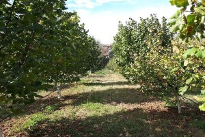 Prva plantaža lješnika u Gacku - prvih godina nema zarade, ali se zato kasnije isplati