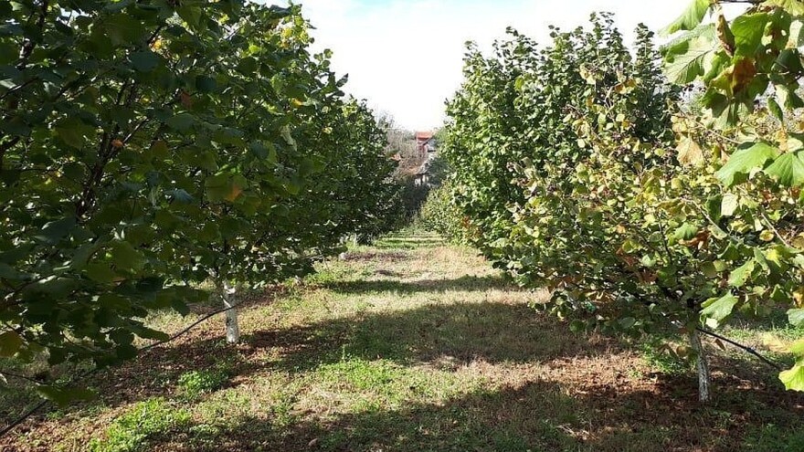Prva plantaža lješnika u Gacku - prvih godina nema zarade, ali se zato kasnije isplati