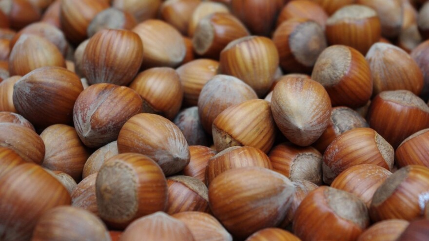 Kako pravilno osušiti i čuvati plodove lešnika?