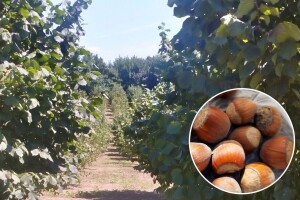 Bakterioze napadaju zasade lješnika - kombinacija bakra i kreča pomaže