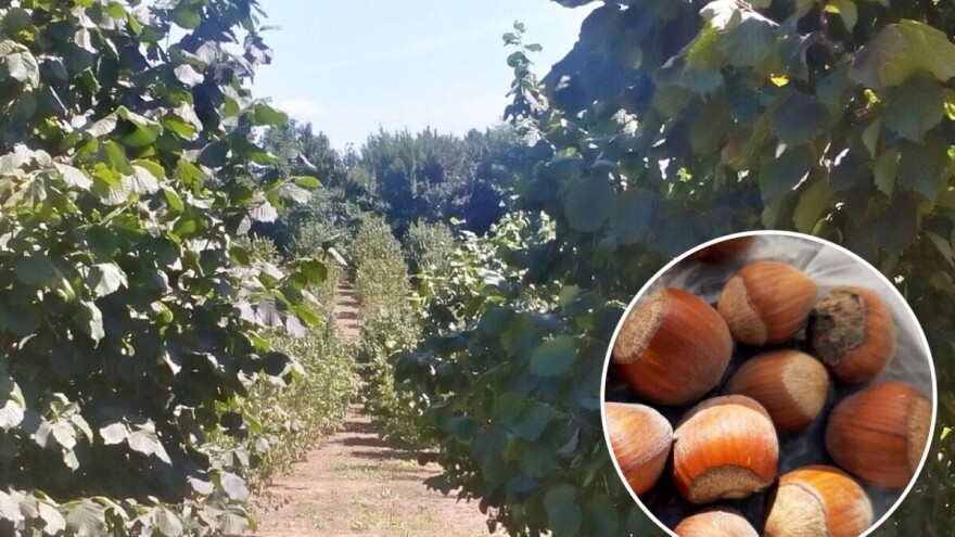 Bakterioze napadaju zasade lješnika - kombinacija bakra i kreča pomaže