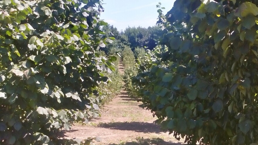 Zdravko Vukosavljević uzgaja pšenicu i lesku na istoj parceli