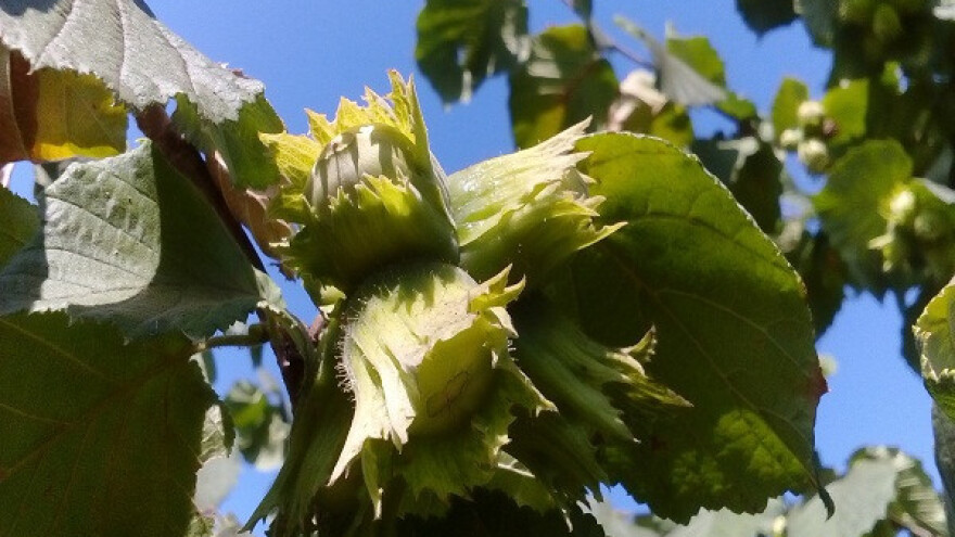 Otišao u penziju i zasadio lešnike