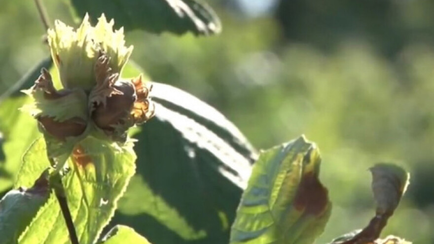 Uzgoj lešnika za siguran plasman