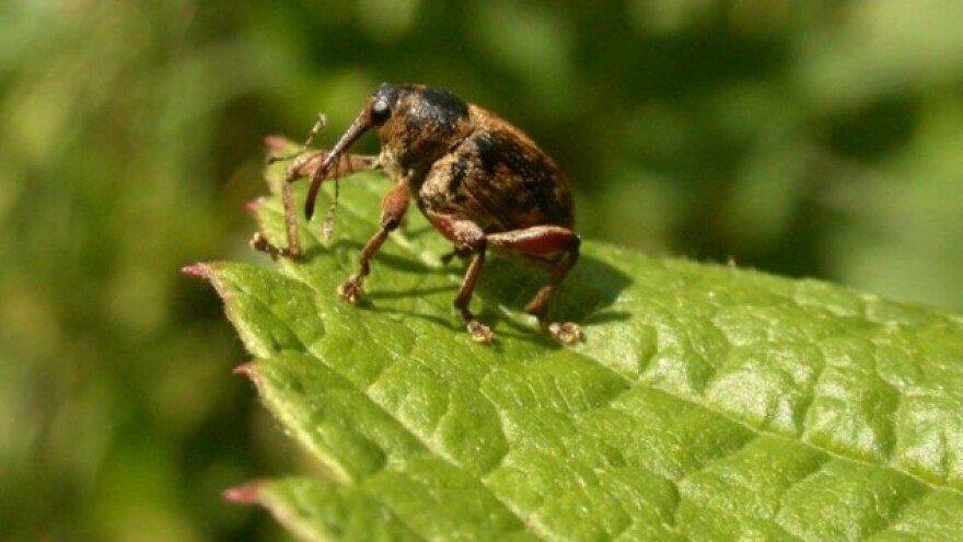 Lešnikov surlaš - najpoznatija štetočina leske