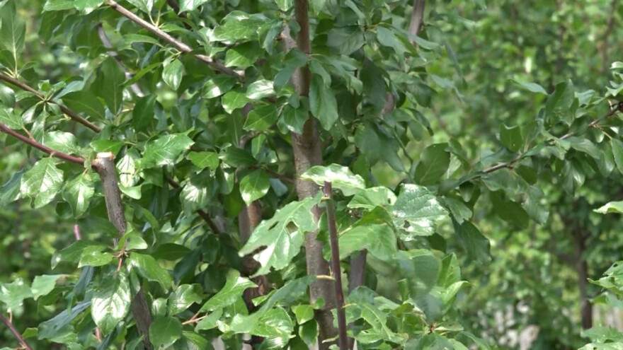 Zelena ili ljetna rezidba, da ili ne?