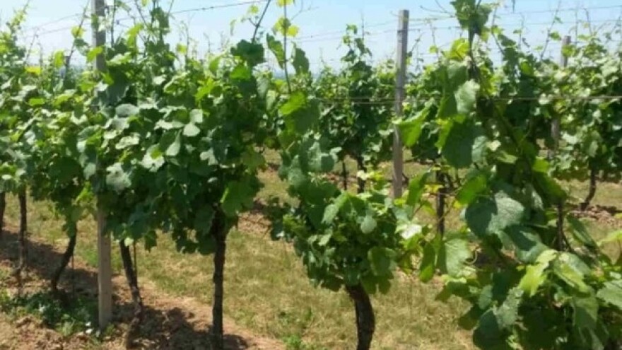 Počinje sezona zelenih radova u vinogradima