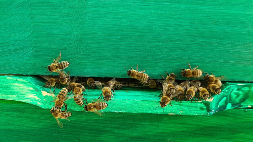 Vrcanje meda i oslobađanje medišnih nastavaka od pčela