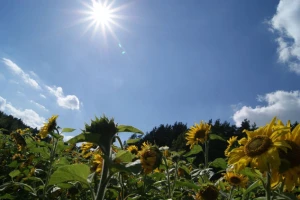 Od četvrtka svežije, pa opet vrućine
