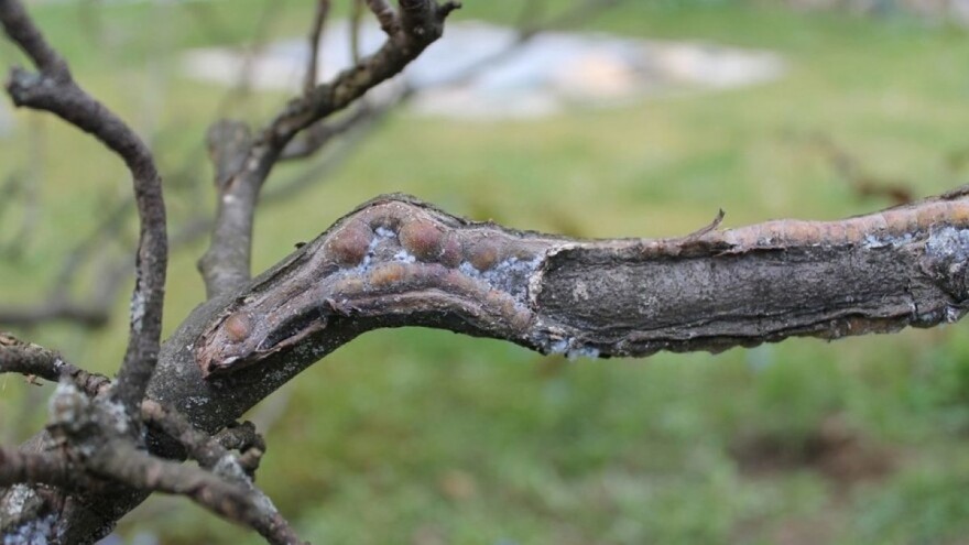 Suzbijanje krvave uši počinje zimskim tretiranjem jabuke