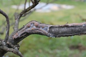 Suzbijanje krvave vaši počinje zimskim tretiranjem jabuke