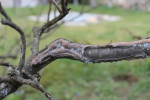 Suzbijanje krvave vaši počinje zimskim tretiranjem jabuke