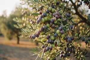 Levantinka je hrvatski leccino