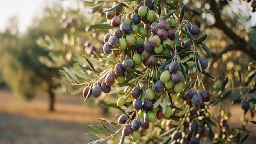 Levantinka je hrvatski leccino