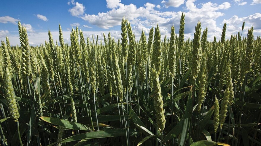 Preporuka za odabir ranih sorti pšenice