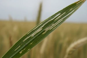 Ličinke i žitni balac u usjevima žitarica