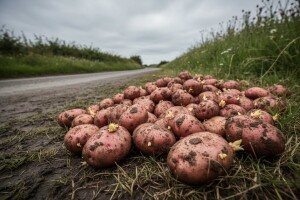 Lička delicija na udaru uvoznog povrća