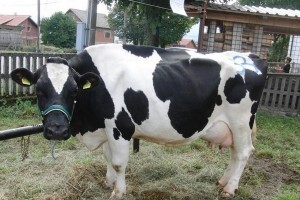 Dok se igramo ruralnog razvoja - selo izumire