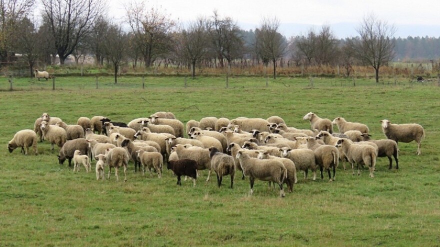 Domaći stručnjaci uzgojili janjetinu s manje kolesterola