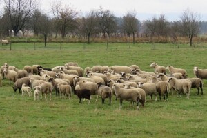 Lička janjetina, krumpir i škripavac tek su dio onoga što Liku čini gastro destinacijom