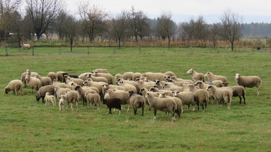 Lička janjetina, krumpir i škripavac tek su dio onoga što Liku čini gastro destinacijom