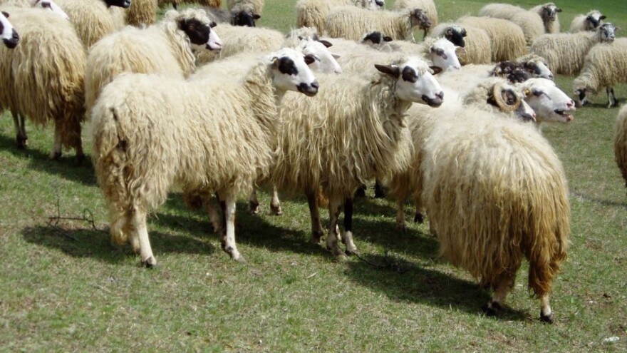 Lička janjetina u elitnom europskom klubu, znate li sve o pasmini lička pramenka?