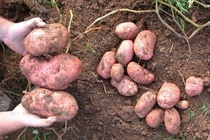 Lički krumpir ponuđen u Lovincu
