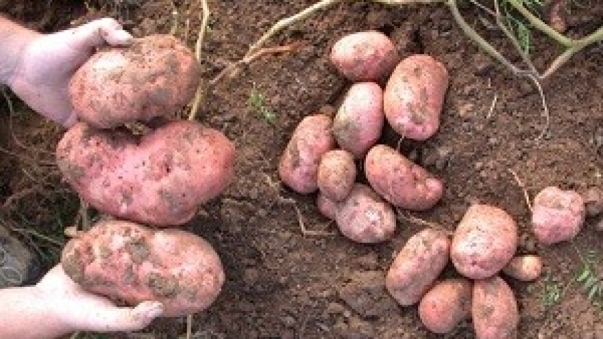 Lički krumpir ponuđen u Lovincu